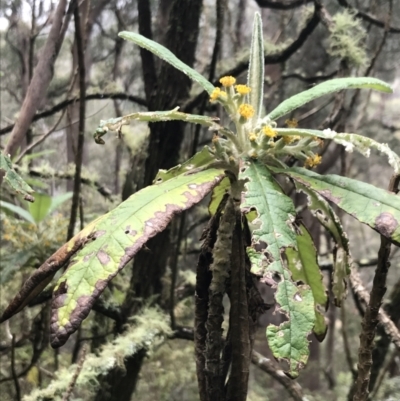 Bedfordia arborescens (Blanket Bush) at Rossi, NSW - 5 Dec 2021 by Tapirlord