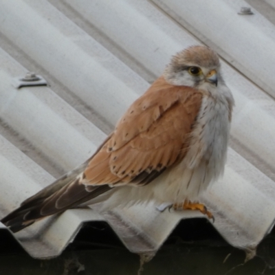 Falco cenchroides (Nankeen Kestrel) at Mount Jerrabomberra QP - 11 Dec 2021 by Steve_Bok