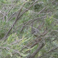 Sericornis frontalis (White-browed Scrubwren) at Jerrabomberra, NSW - 11 Dec 2021 by Steve_Bok