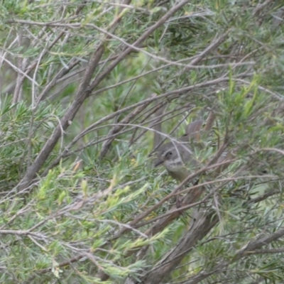 Sericornis frontalis (White-browed Scrubwren) at Jerrabomberra, NSW - 11 Dec 2021 by Steve_Bok