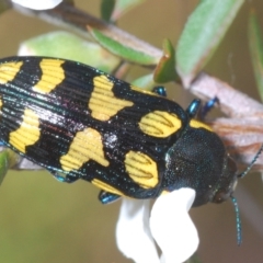 Castiarina octospilota at Acton, ACT - 11 Dec 2021