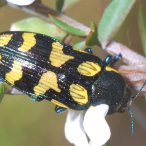 Castiarina octospilota at Acton, ACT - 11 Dec 2021 04:39 PM