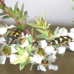 Castiarina octospilota at Acton, ACT - 11 Dec 2021