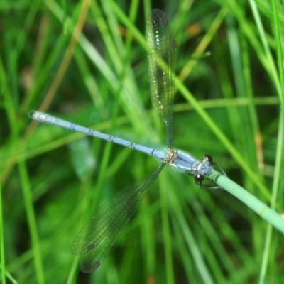 Griseargiolestes intermedius (Alpine Flatwing) at Paddys River, ACT - 7 Dec 2021 by Harrisi