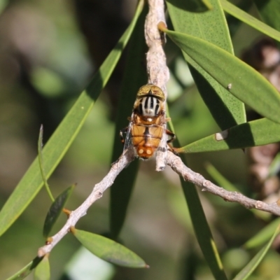 Eristalinus punctulatus (Golden Native Drone Fly) at Yackandandah, VIC - 11 Dec 2021 by KylieWaldon