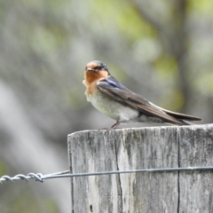 Hirundo neoxena (Welcome Swallow) at Rendezvous Creek, ACT - 11 Dec 2021 by KMcCue