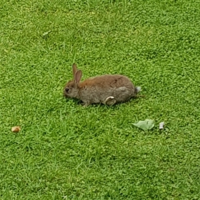 Oryctolagus cuniculus (European Rabbit) at Lake Burley Griffin Central/East - 11 Dec 2021 by MatthewFrawley