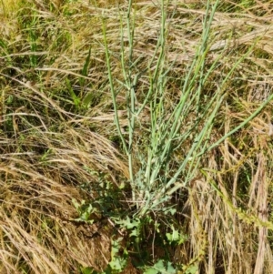 Chondrilla juncea at O'Malley, ACT - 12 Dec 2021