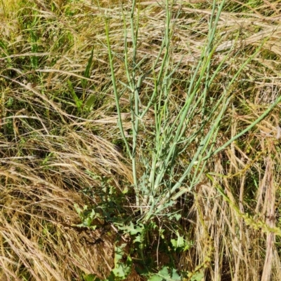 Chondrilla juncea (Skeleton Weed) at O'Malley, ACT - 12 Dec 2021 by Mike