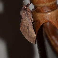 Oxycanus (genus) (Unidentified Oxycanus moths) at Wamboin, NSW - 11 May 2021 by natureguy