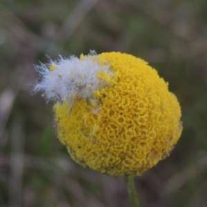 Craspedia variabilis at Conder, ACT - suppressed