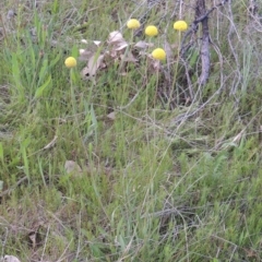 Craspedia variabilis at Conder, ACT - suppressed