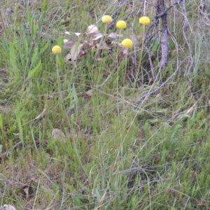 Craspedia variabilis at Conder, ACT - 20 Oct 2021