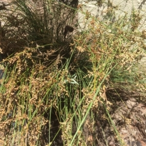 Juncus sp. at Belconnen, ACT - 12 Dec 2021