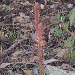 Orobanche minor (Broomrape) at Conder, ACT - 20 Oct 2021 by MichaelBedingfield