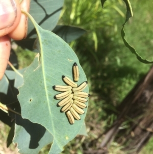 Paropsisterna cloelia at Belconnen, ACT - 11 Dec 2021