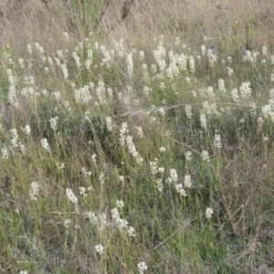 Stackhousia monogyna at Conder, ACT - 20 Oct 2021