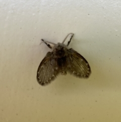 Psychodidae sp. (family) at Jerrabomberra, NSW - 12 Dec 2021