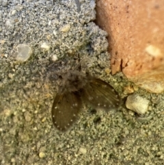 Psychodidae sp. (family) at Jerrabomberra, NSW - 12 Dec 2021