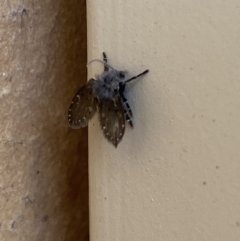 Psychodidae sp. (family) at Jerrabomberra, NSW - suppressed