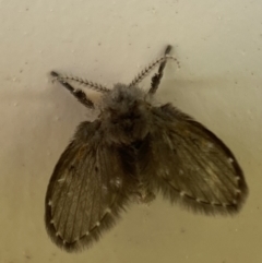 Psychodidae sp. (family) at Jerrabomberra, NSW - suppressed