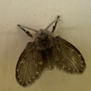 Psychodidae sp. (family) at Jerrabomberra, NSW - 12 Dec 2021