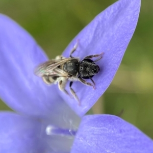 Lasioglossum (Chilalictus) sp. (genus & subgenus) at Duffy, ACT - 11 Dec 2021 03:22 PM