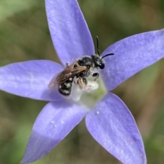 Lasioglossum (Chilalictus) sp. (genus & subgenus) at Duffy, ACT - 11 Dec 2021 03:22 PM