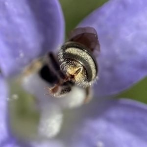 Lasioglossum (Chilalictus) sp. (genus & subgenus) at Duffy, ACT - 11 Dec 2021 03:22 PM