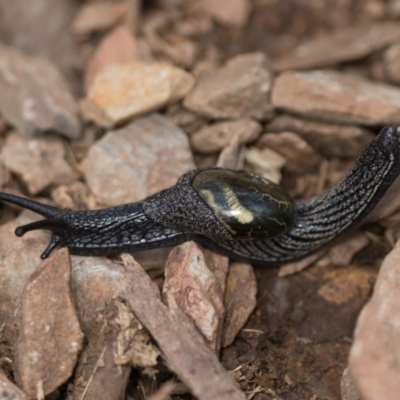 Helicarion cuvieri (A Semi-slug) at Namadgi National Park - 11 Dec 2021 by patrickcox