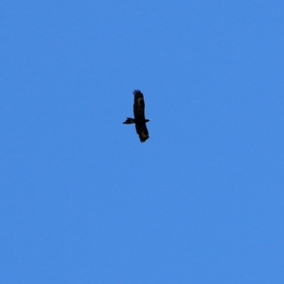 Aquila audax (Wedge-tailed Eagle) at Wodonga, VIC - 12 Dec 2021 by KylieWaldon