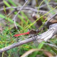  at Salamander Bay, NSW - 10 Dec 2021 by LyndalT