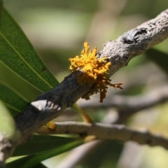 Teloschistes sp. at Yackandandah, VIC - 10 Dec 2021 by KylieWaldon