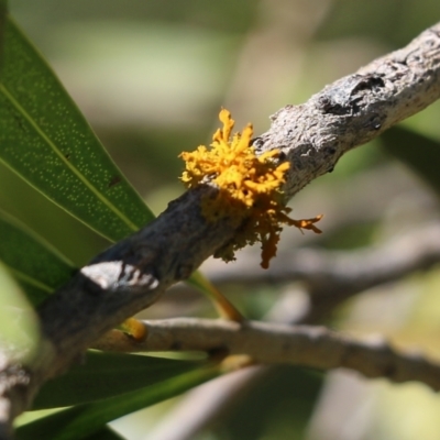 Teloschistes sp. (genus) at Yackandandah, VIC - 11 Dec 2021 by KylieWaldon