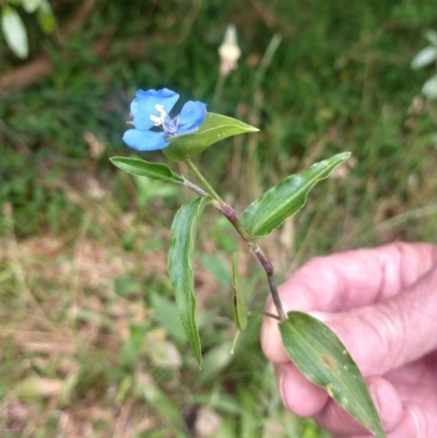 Commelina cyanea (Scurvy Weed) at Corlette, NSW - 10 Dec 2021 by LyndalT