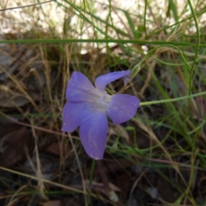 Wahlenbergia stricta subsp. stricta at Queanbeyan West, NSW - 12 Dec 2021