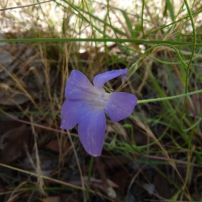 Wahlenbergia stricta subsp. stricta (Tall Bluebell) at Bicentennial Park - 11 Dec 2021 by Paul4K