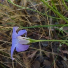 Wahlenbergia stricta subsp. stricta at Queanbeyan West, NSW - 12 Dec 2021