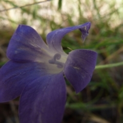 Wahlenbergia stricta subsp. stricta at Queanbeyan West, NSW - 12 Dec 2021