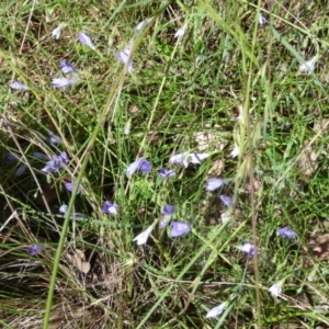 Wahlenbergia stricta subsp. stricta at Queanbeyan West, NSW - 12 Dec 2021