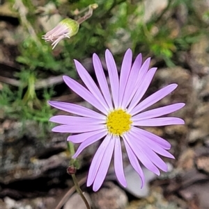 Brachyscome rigidula at Greenleigh, NSW - 12 Dec 2021 11:10 AM