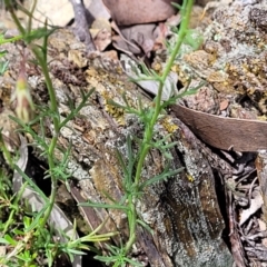 Brachyscome rigidula at Greenleigh, NSW - 12 Dec 2021