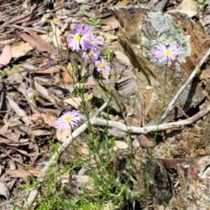 Brachyscome rigidula at Greenleigh, NSW - 12 Dec 2021 11:10 AM