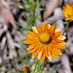 Xerochrysum viscosum at Greenleigh, NSW - 12 Dec 2021