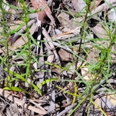 Xerochrysum viscosum at Greenleigh, NSW - 12 Dec 2021