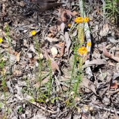 Xerochrysum viscosum at Greenleigh, NSW - 12 Dec 2021