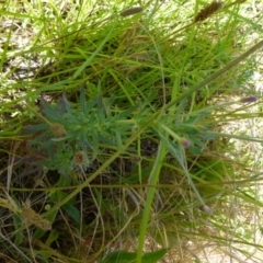 Epilobium billardiereanum subsp. cinereum (Hairy Willow Herb) at Queanbeyan West, NSW - 11 Dec 2021 by Paul4K