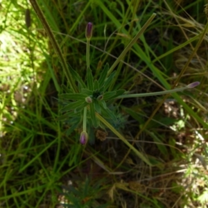 Epilobium billardiereanum subsp. cinereum at Queanbeyan West, NSW - 12 Dec 2021 08:43 AM