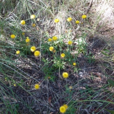 Coronidium oxylepis subsp. lanatum (Woolly Pointed Everlasting) at Queanbeyan West, NSW - 11 Dec 2021 by Paul4K