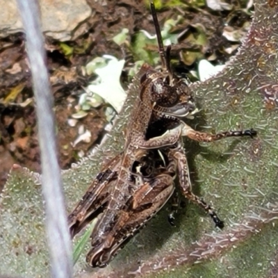 Brachyexarna lobipennis (Stripewinged meadow grasshopper) at Urila, NSW - 12 Dec 2021 by tpreston